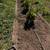House cleaning/Yard-Farm Laborer 14 thumbnail