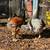 Large breed (project) pullets and hens 4 thumbnail