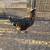 rooster 1 thumbnail