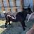 Nigerian Dwarf bucklings 1 thumbnail