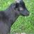 Norwegian Dwarf goat 5 thumbnail