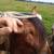 Mature Paint Stallions Exposed Bred Mares 2 thumbnail