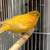 A pair of yellow canaries 1 thumbnail