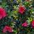 Azaleas 13 thumbnail