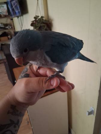Blue quaker (Ocala /silver springs fl)63687883454211120