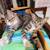 4mo old Kittens - 3 tabby, 1 tuxedo 3 thumbnail