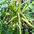 Dracaena Marginata plants 1 thumbnail