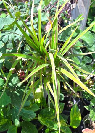 Dracaena Marginata plants 1