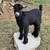 Mini Goat 1 thumbnail
