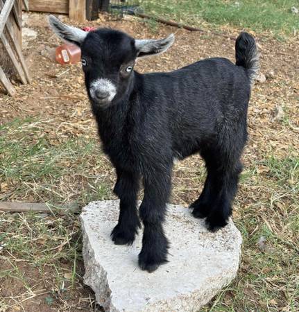 Mini Goat 1