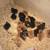 Backyard chicks 2 thumbnail