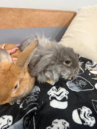 HOLLANDLOP BUNNIES FOR REHOMING 1