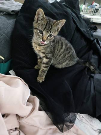 Tigre de 9 semanas de edad despojó a un gatito (sureste de Portland)63916332699267120