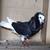 Beautiful Old Dutch Capuchine Fancy Pigeons - Please Read Description 13 thumbnail