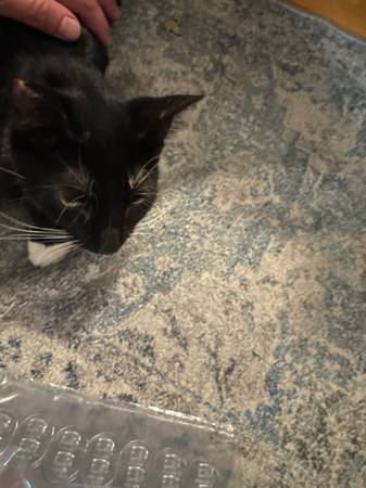 Hermosa gata dulce en donación (Everett)63857555371139122