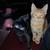 ORANGE TABBY KITTEN 6 thumbnail
