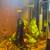 10 gallon stocked tank 3 thumbnail