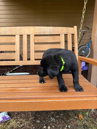Akita Lab Mix Puppy – 8 Weeks Old – Vaccinated – Ready for Rehoming (Auburn)64032524356097121