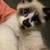 MISSING CAT PLEASE HELP (Pluto) 5 thumbnail
