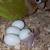Conure 2 thumbnail