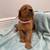 **** Golden Retriever East Side Orlando***** 6 thumbnail