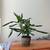 Dracaena Corn Plant 19" tall. Doing pretty well. Needs practically no 1 thumbnail