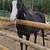 7 year old riding mare 3 thumbnail