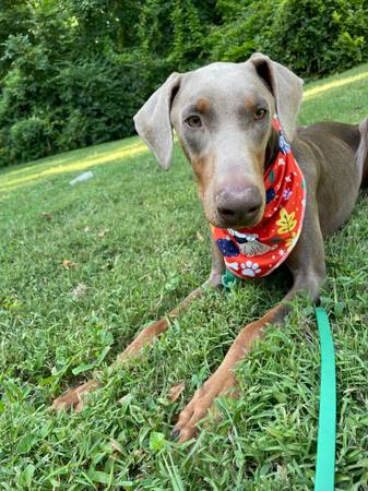 Doberman macho (kannapolis)63927658078083122
