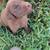 Lab pups 1 thumbnail