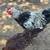 Chickens 4 thumbnail