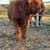Mini highland heifers 2 thumbnail
