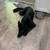German shepherd 1 thumbnail