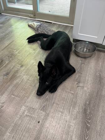 German shepherd 1