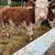 Hereford cattle bull calve 2 thumbnail