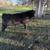Black angus bull 2 thumbnail