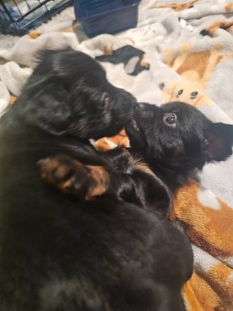 Cachorros Chiweenie (Murfreesboro)63924991729922123