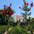 Crepe Myrtle Tree 14 thumbnail