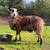 EAST FRIESIAN RAM 1 thumbnail