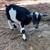 ADGA Nigerian Dwarf Goat Doe (Bred) 2 thumbnail