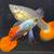 Home bred high end guppy 14 thumbnail