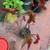 Angel Wing Begonia Maculata Polka Dot Rooted Live Plant 2 thumbnail