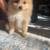 pomeranian puppies 5 thumbnail