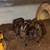 Tarantulas 5 thumbnail