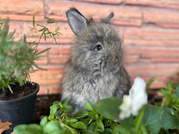 English Angora Kits 1