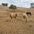 Gorgeous palomino yearling mustang filly!!! 2 thumbnail