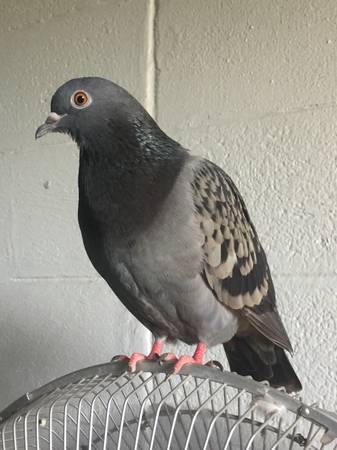 Lost Friendly Pigeon 1