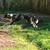Husky/wolf cross 3 thumbnail