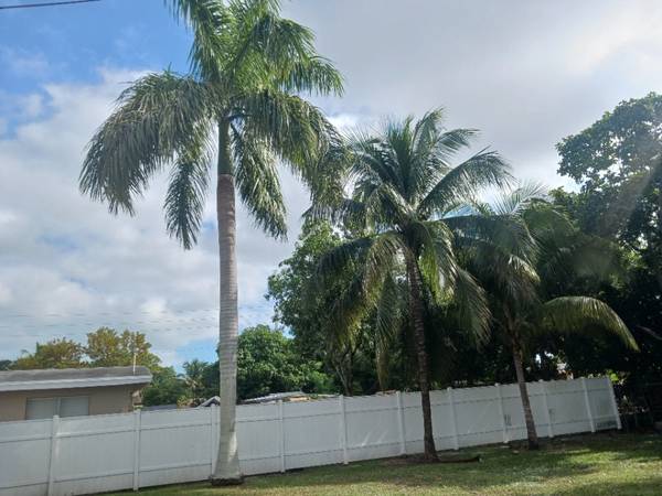 Royal Palms Coconut Palms 1