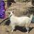 Fainting Goats, Tiny Mini Silkys 10 thumbnail