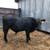 Young Black Angus/Brangus Bulls 2 thumbnail